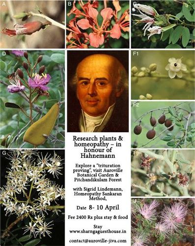 Research plants & homeopathy – in honour of Hahnemann